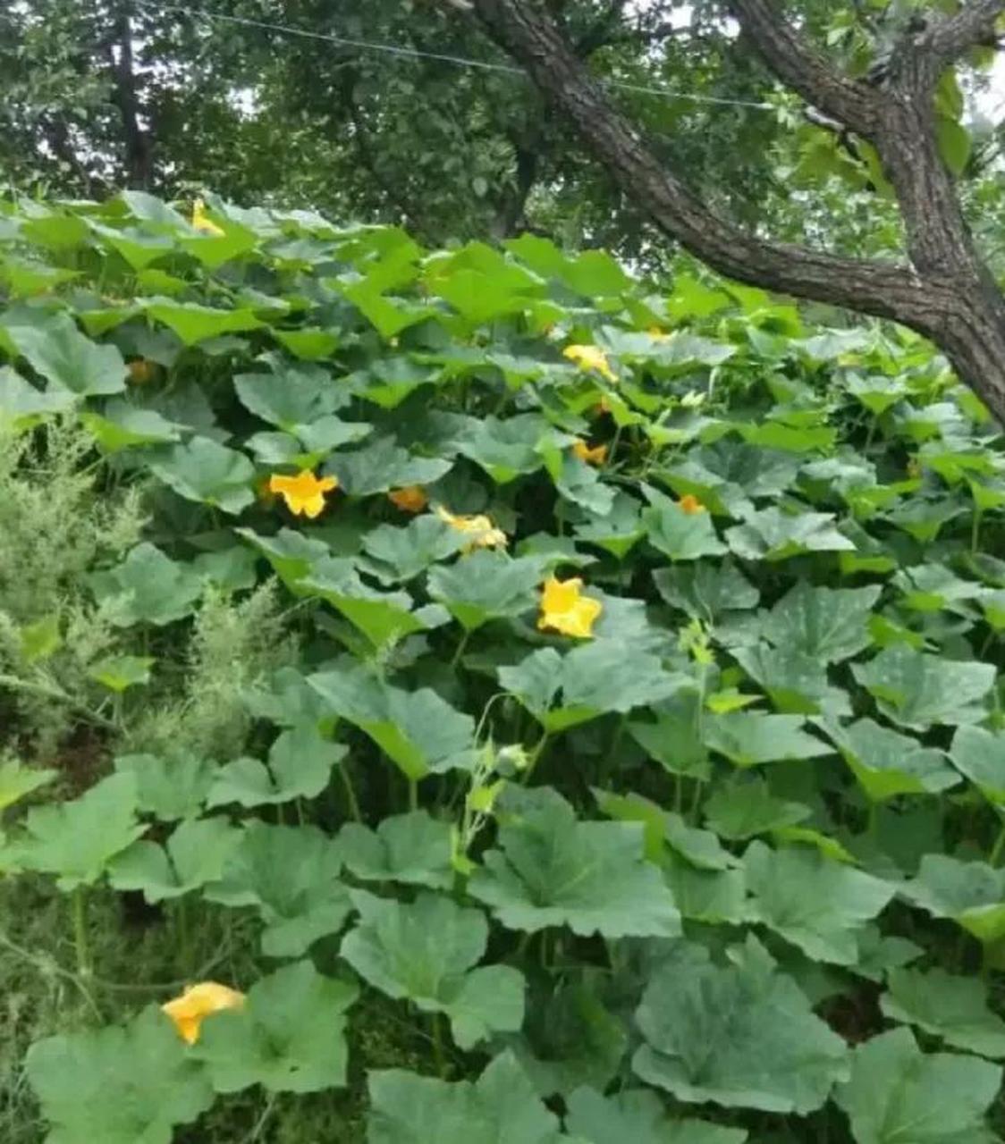 开春时节,我在室内用方便面桶育了八棵南瓜秧苗