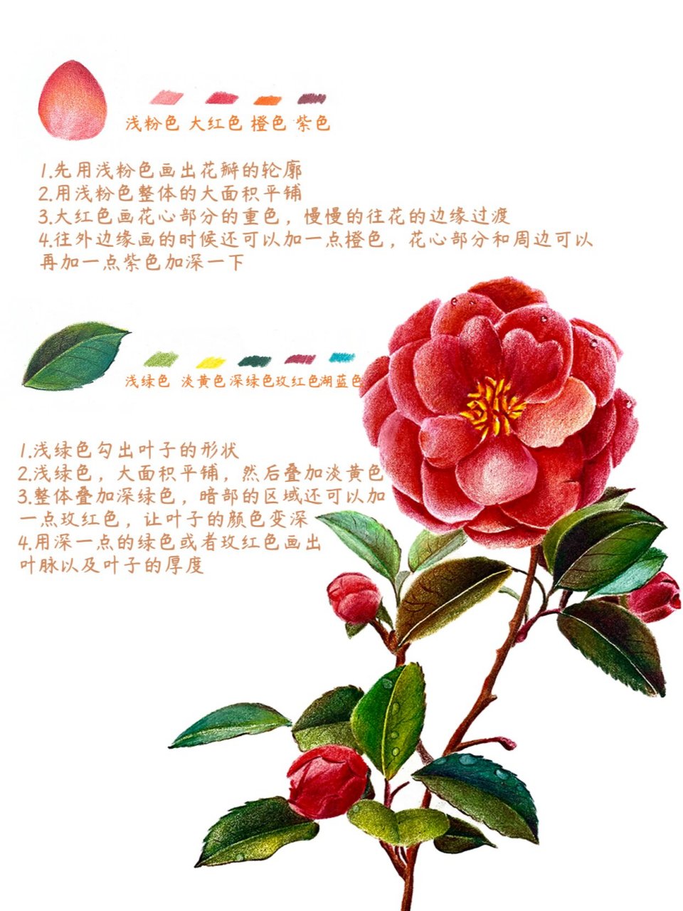 山茶花彩铅画简单图片