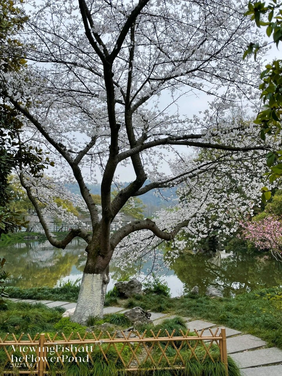 杭州西湖十景之:花港观鱼 花港观鱼是占地300多亩的大公园,也是西湖的