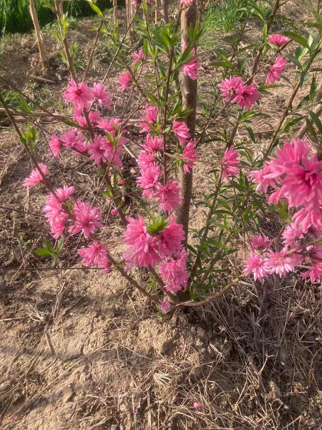 菊花碧桃是一种观赏性很强的果树常被种植在庭院公园等地