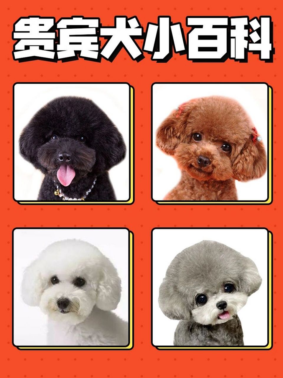 贵宾犬小百科 最聪明的小型犬 06贵宾犬,也叫贵妇犬,卷毛狗,智商