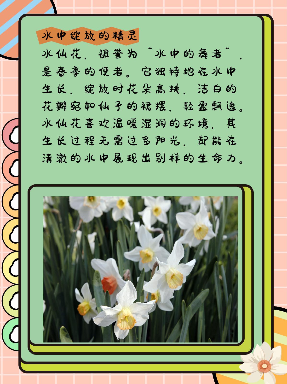 关于水仙花的科普知识 1,水中绽放的精灵 水仙花,被誉为"水中的舞者"