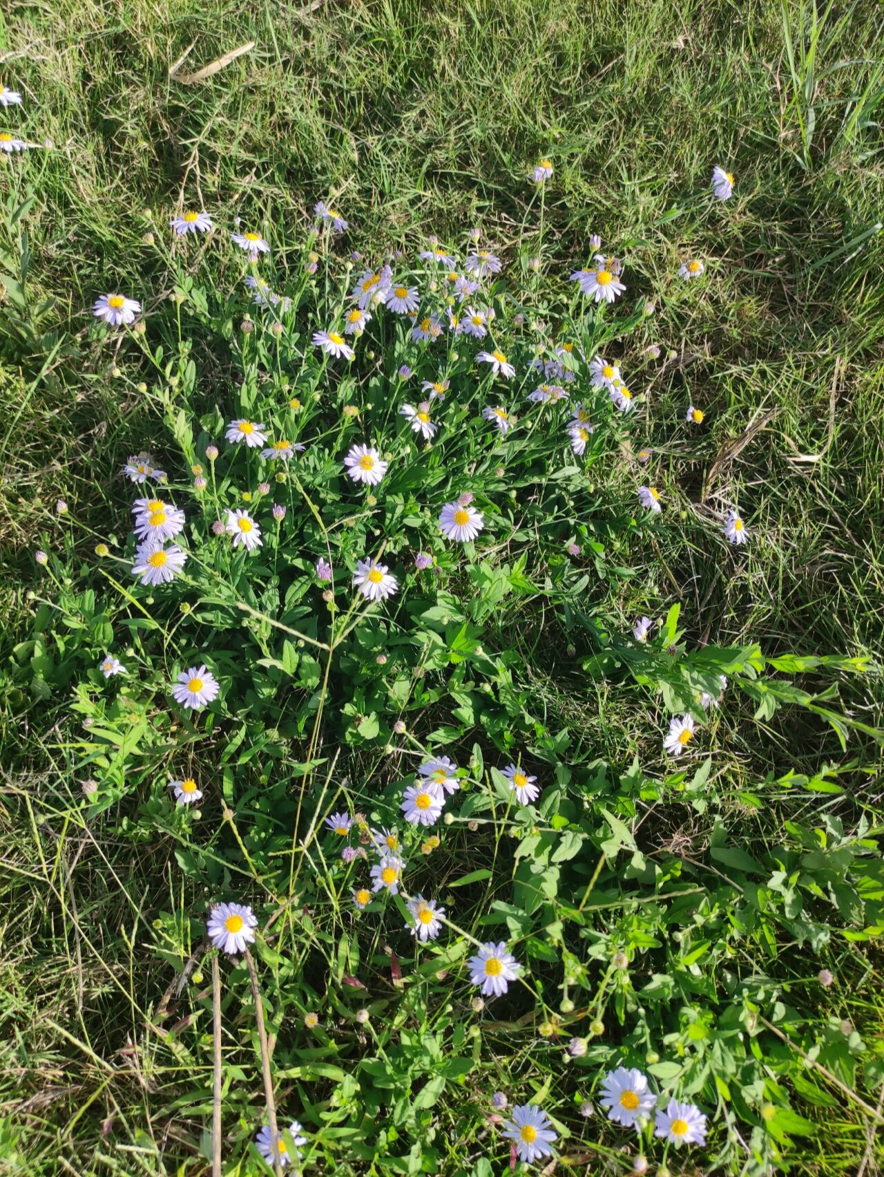 阳光下的马兰菊