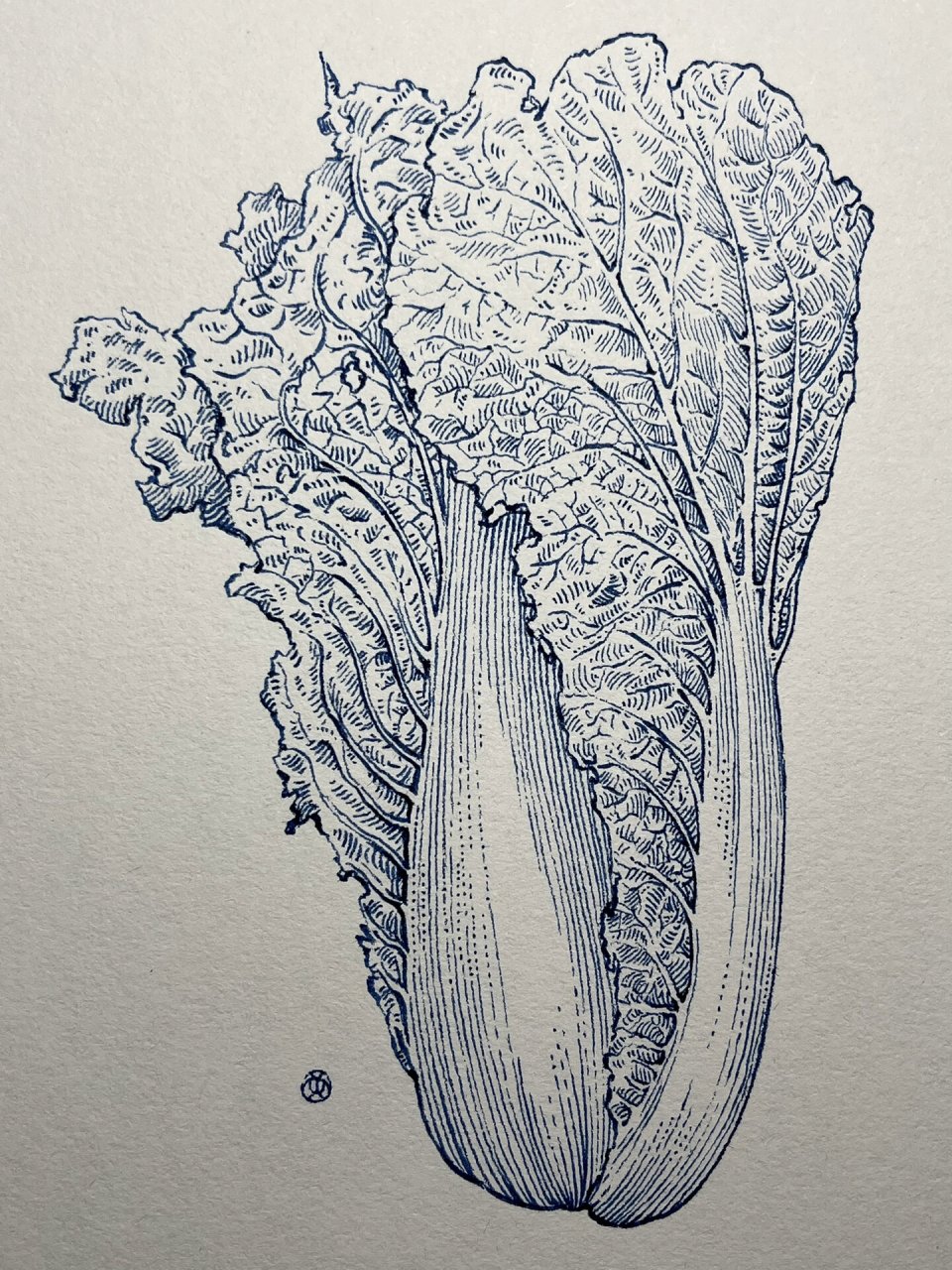 一颗白菜的简单画法 先是轮廓 然后是内部的结构搞明白 然后再排列