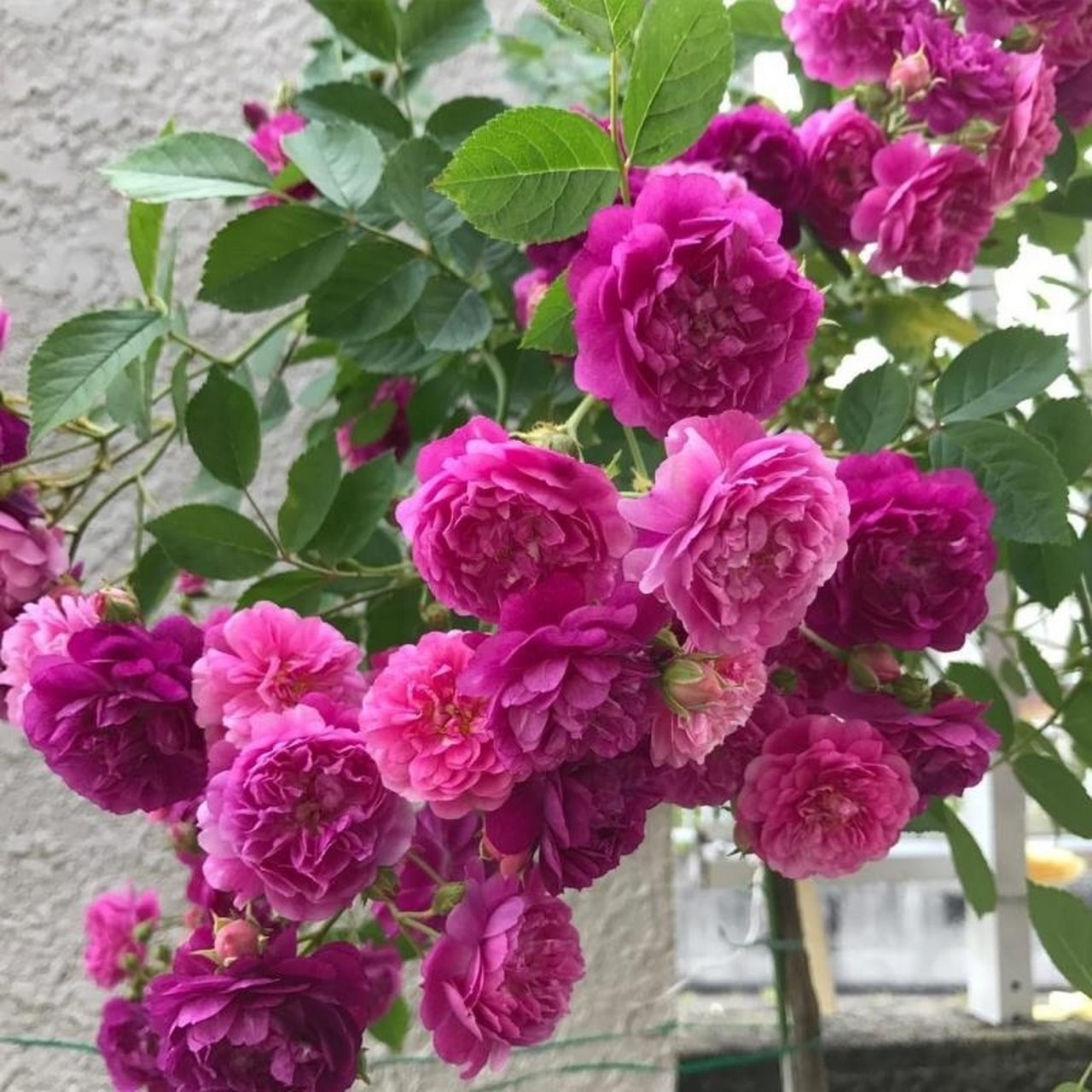 美国月季 95甜蜜马车95 美国月季 95甜蜜马车95 美国穆尔微月