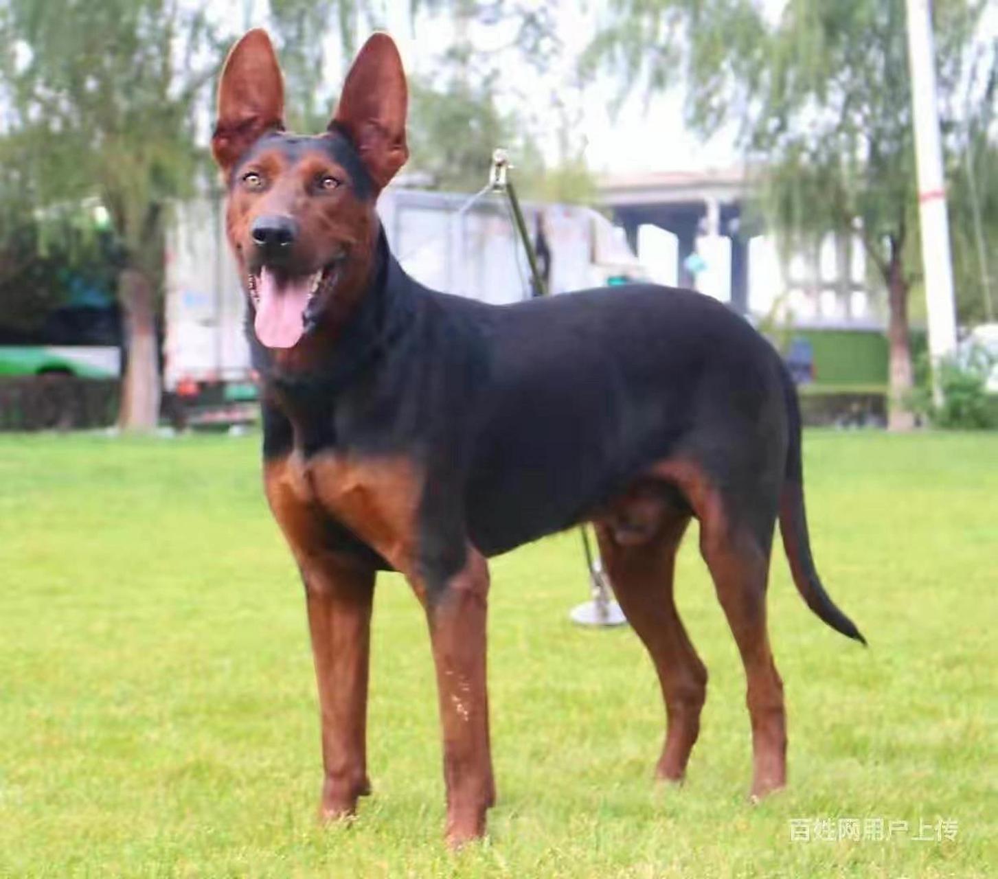 莱州红犬幼犬价格图片