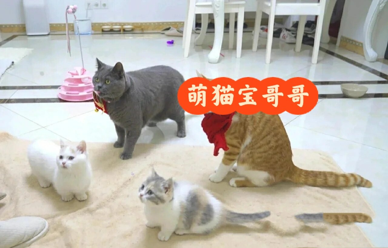 萌猫宝哥哥图片第二弹【不喜勿喷,谢谢】