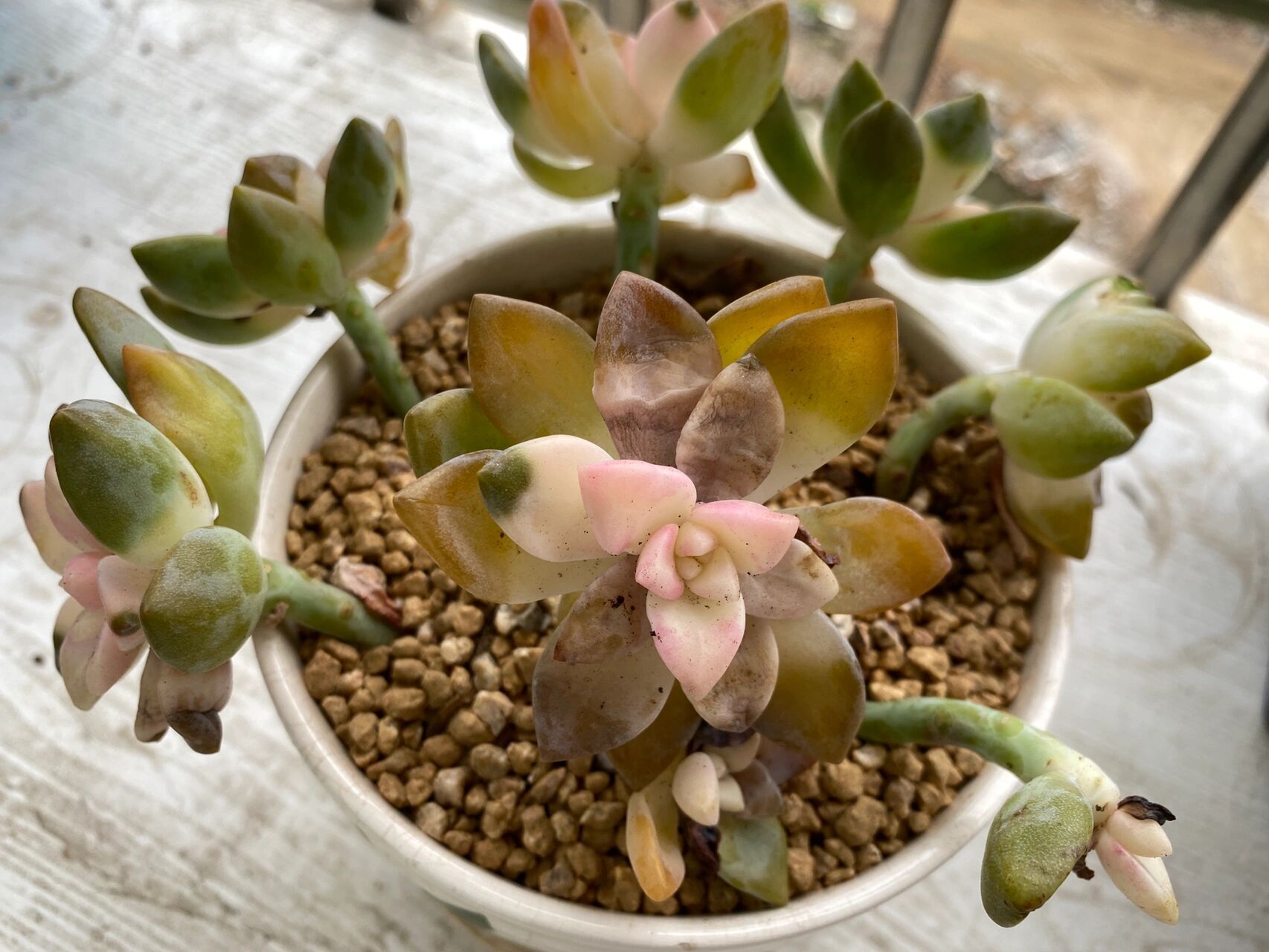 抖音上买的一盆多肉叫樱花锦, 图一是到货是的样子,确实很漂亮, 图二