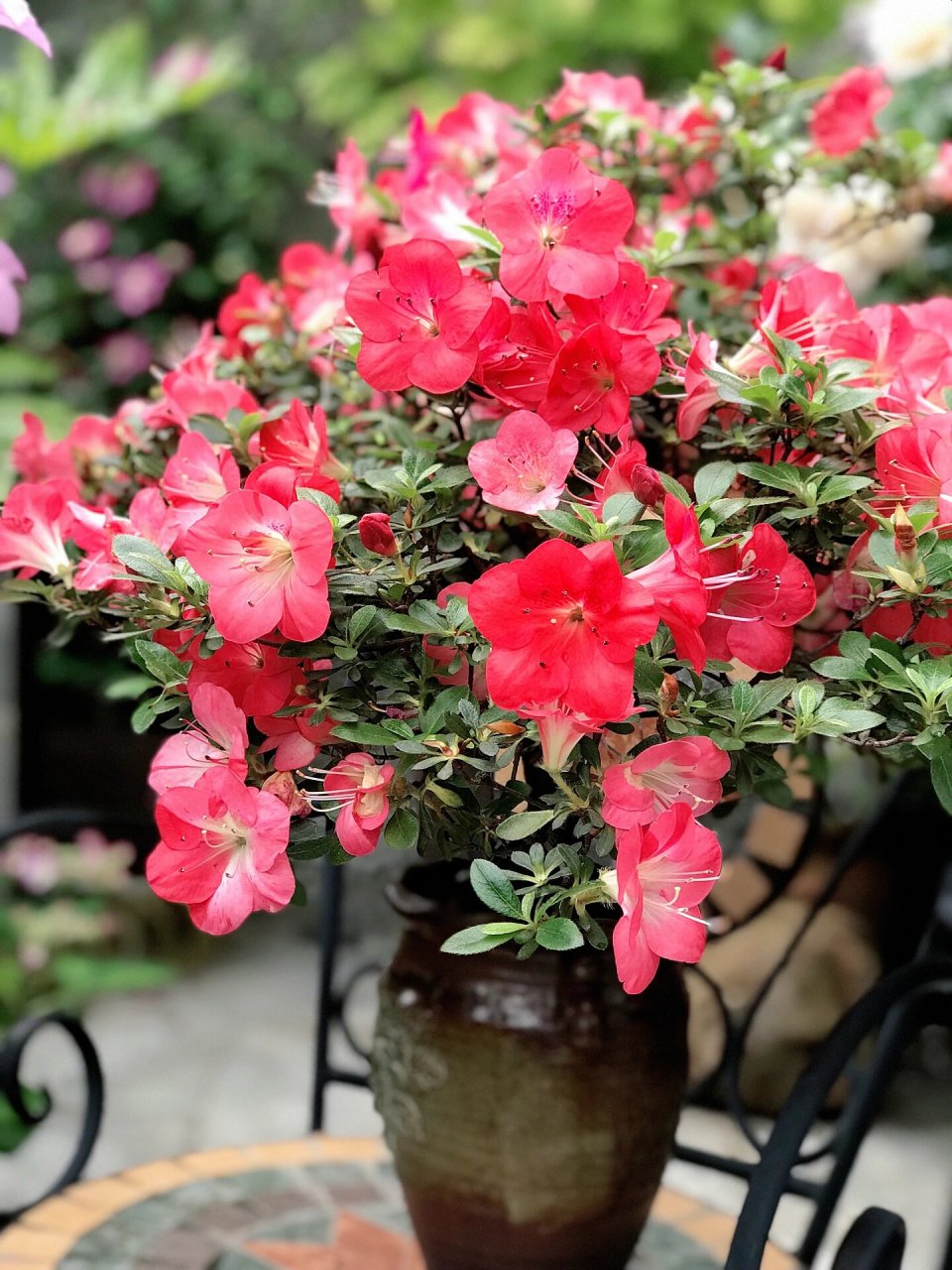 皋月杜鹃 红梅锦 相比之前的珍山,碧空,红梅这个品种的枝节长了许多