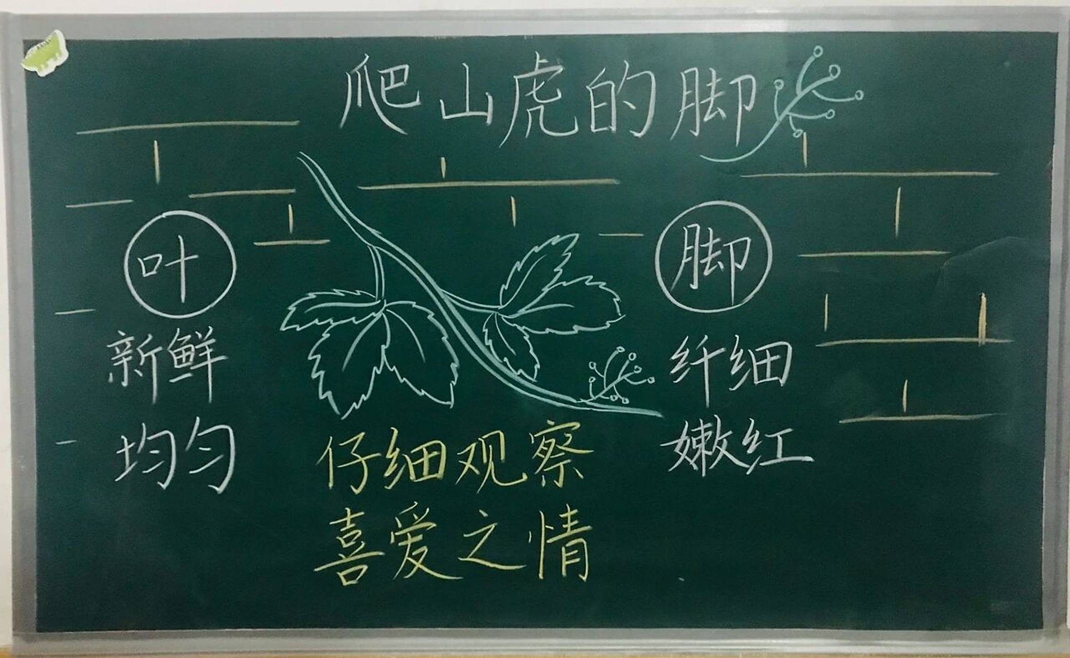 四(上)《爬山虎的脚》板书设计 #小学语文板书设计