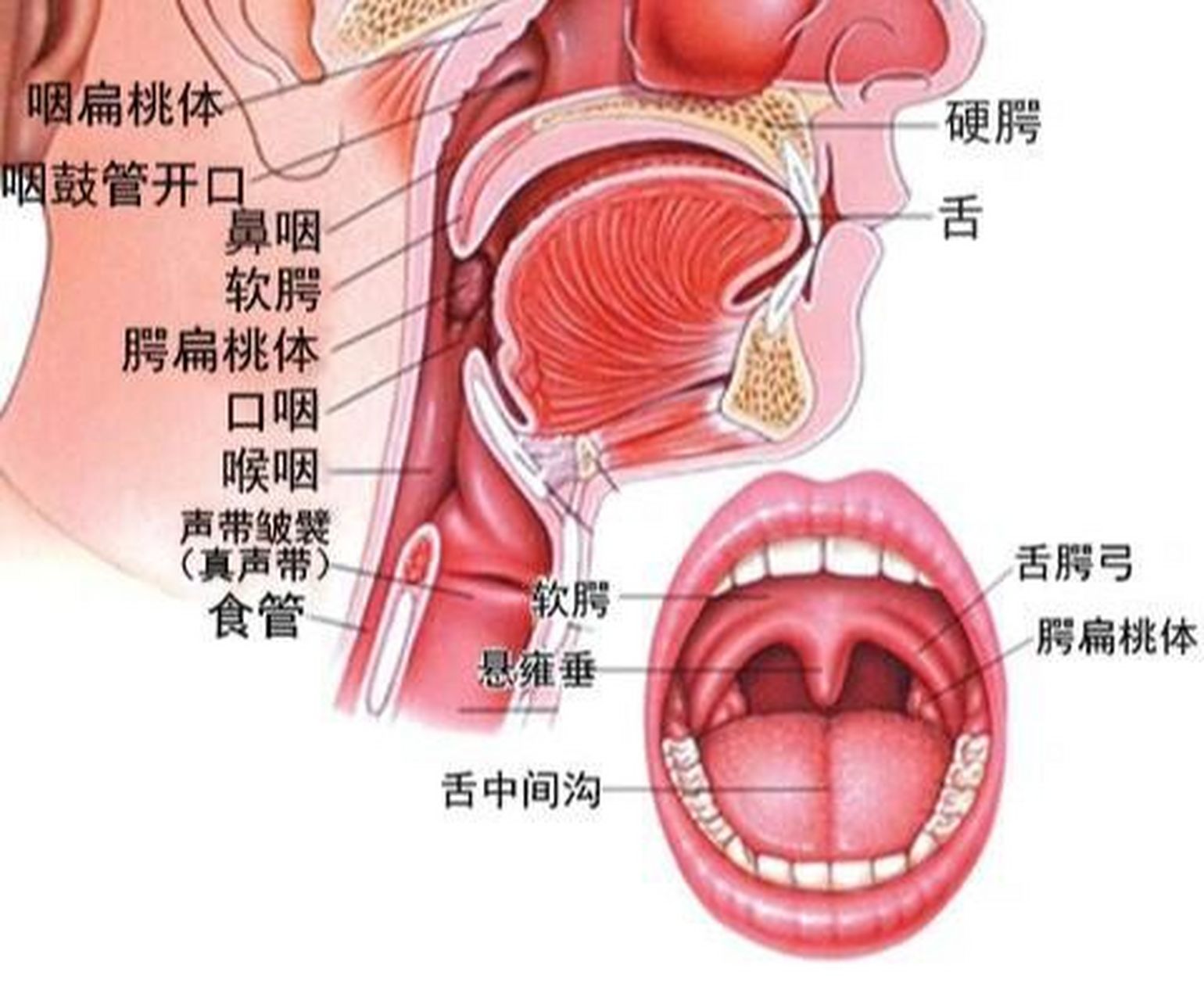 系统解剖  呼吸系统 呼吸系统由呼吸道和肺组成; 呼吸道包括鼻,咽,喉