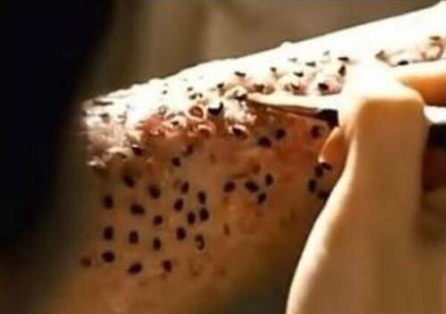 来,芝麻女孩,密集恐惧症别进