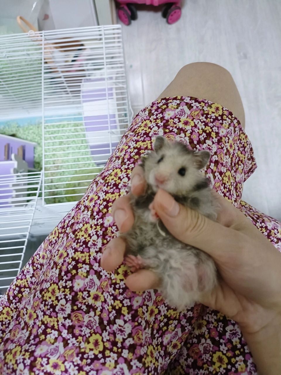 金丝熊的尿尿是这个色吗 小灰灰前几天屁屁的毛一缕缕的还有点黄,我总