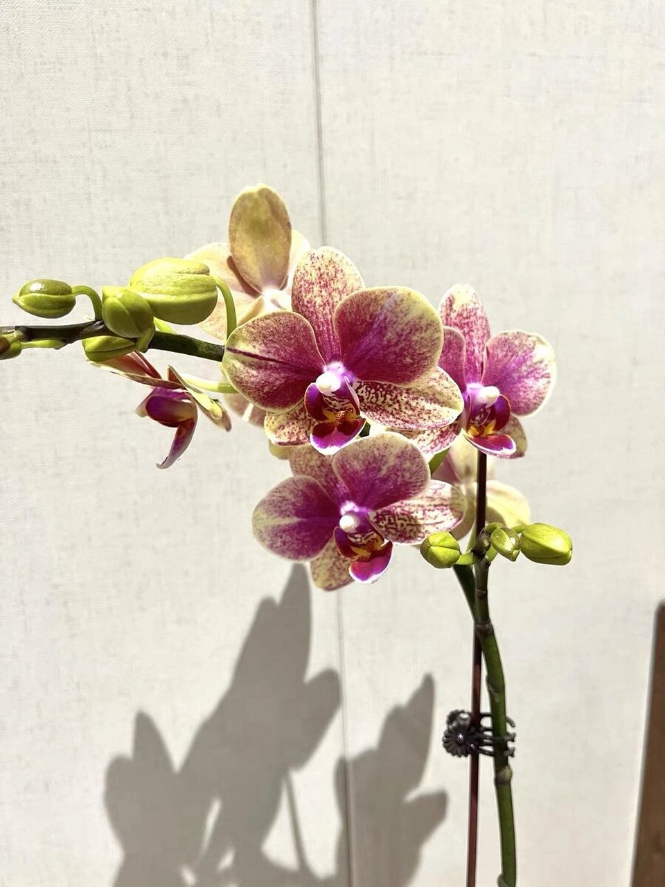 97 91 无论你是兰花新手还是经验丰富的种植者, 金蝶蝴蝶兰都是