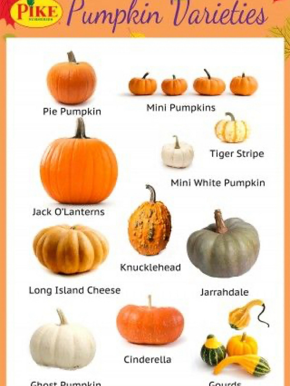 海外必备|傻傻分不清的各种南瓜分类(一) 到美国才发现他们怎么有这么