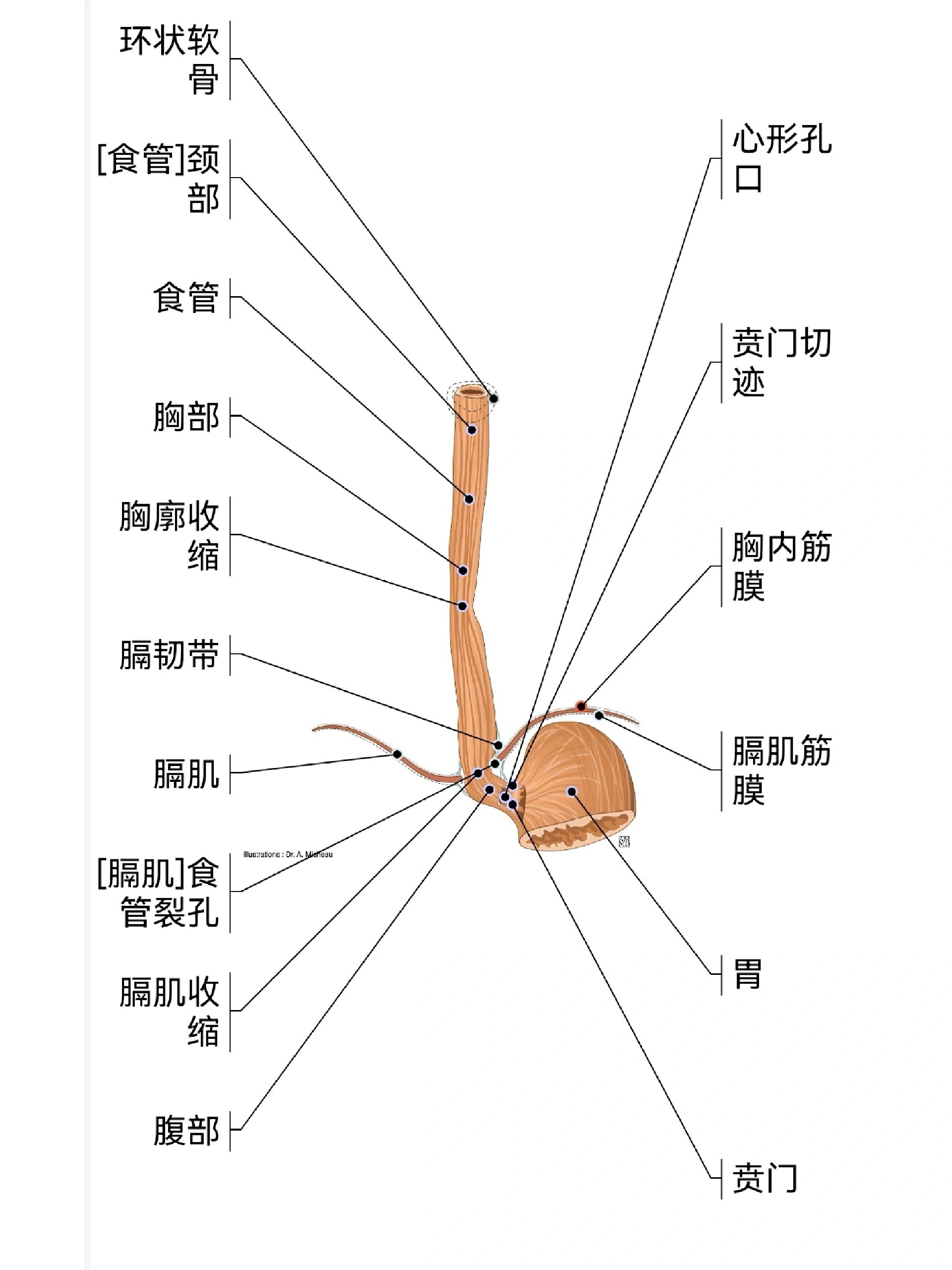 纵膈解剖示意图图片