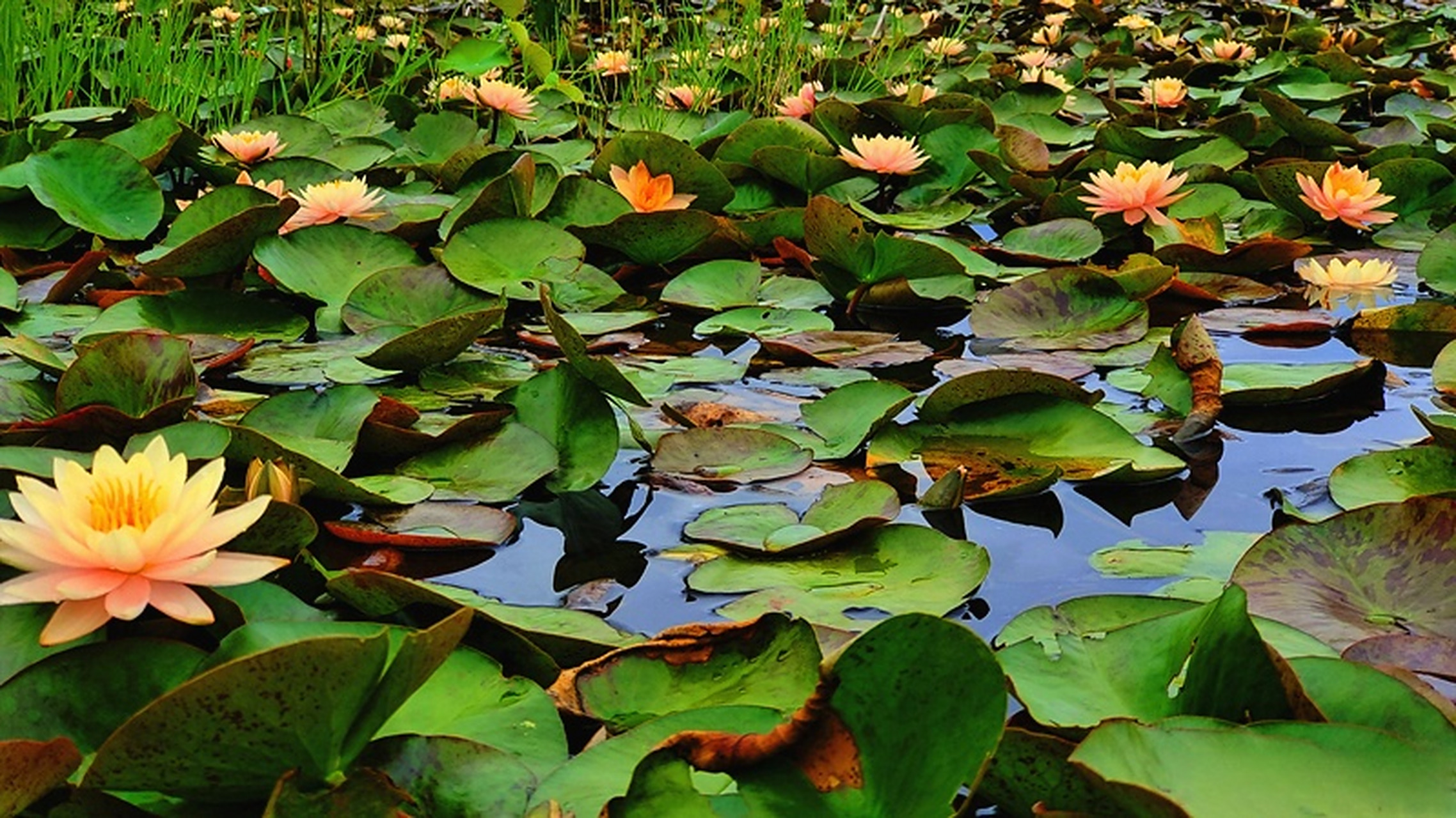 总要去趟腾冲吧# 【夏日刚好,腾冲睡莲缤纷绽放】夏日,腾冲市荷花镇