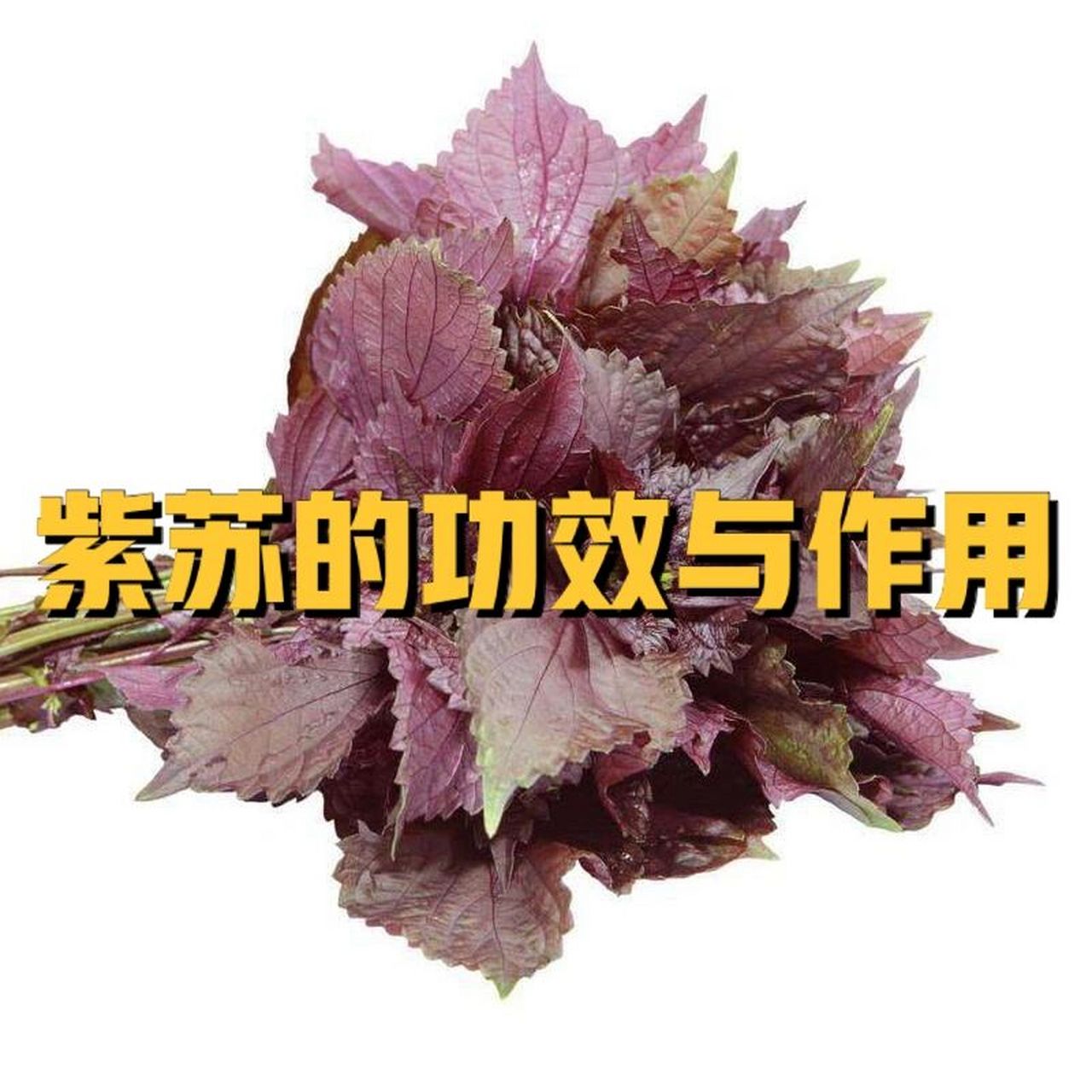 紫苏的功效与作用 紫苏为唇形科一年生草本植物.