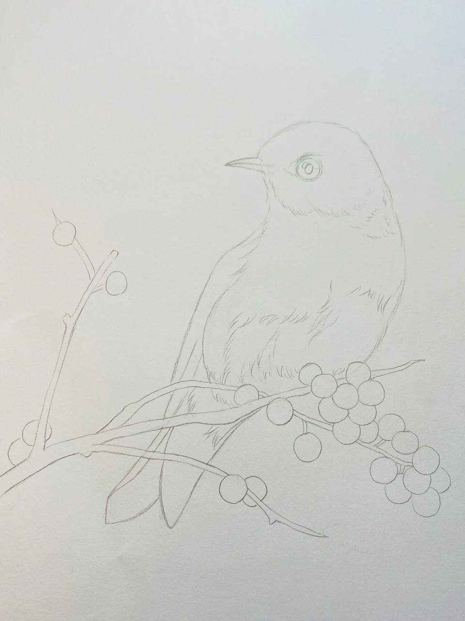 彩铅画 步骤图 鸟 花鸟画 手绘过程