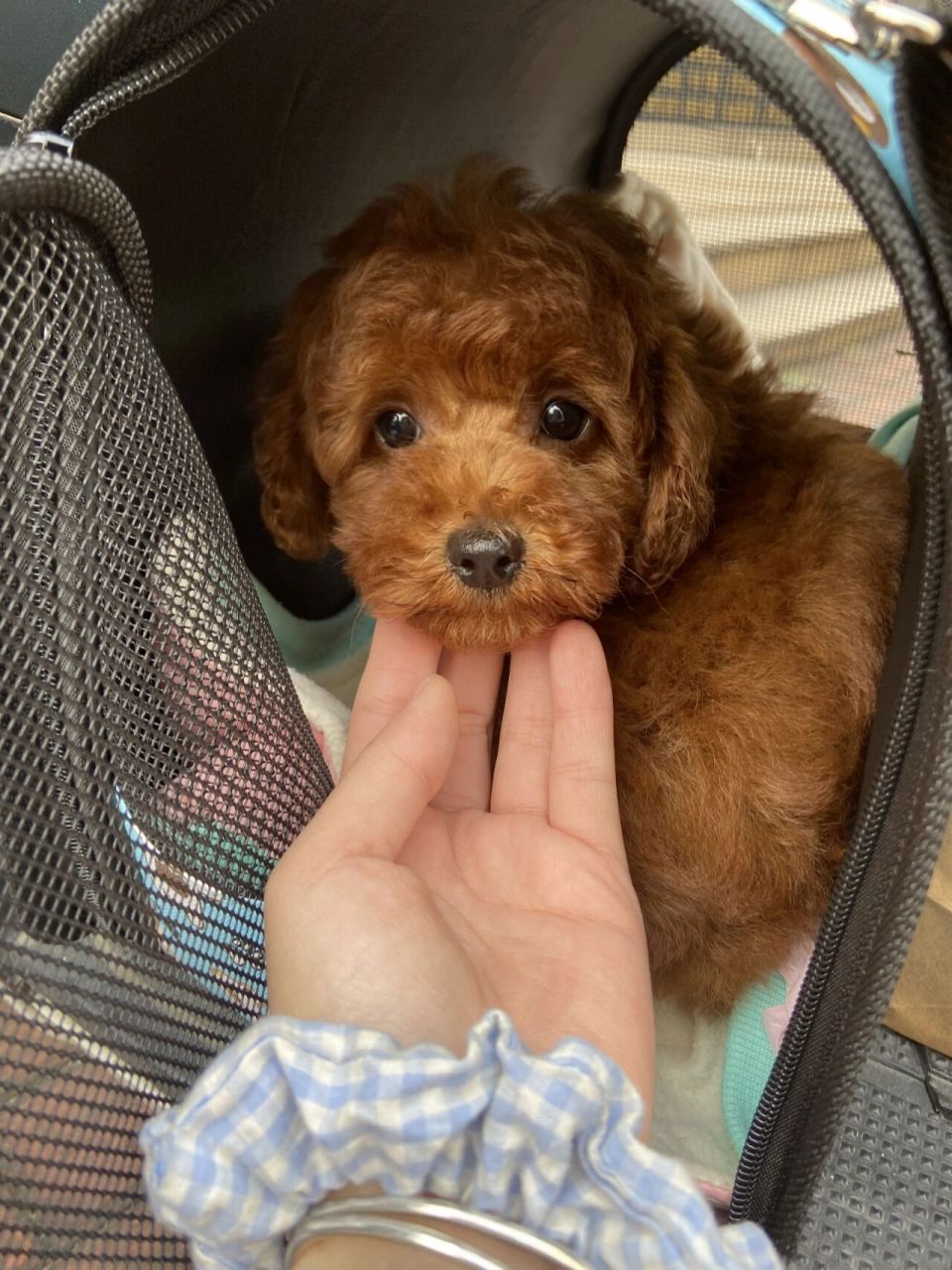 两个月的泰迪怎么喂养?