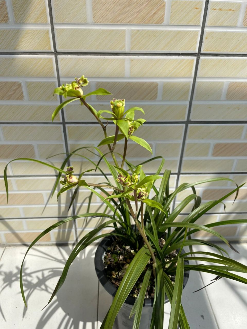 蕙兰绿牡丹,多瓣多舌狮子头奇花