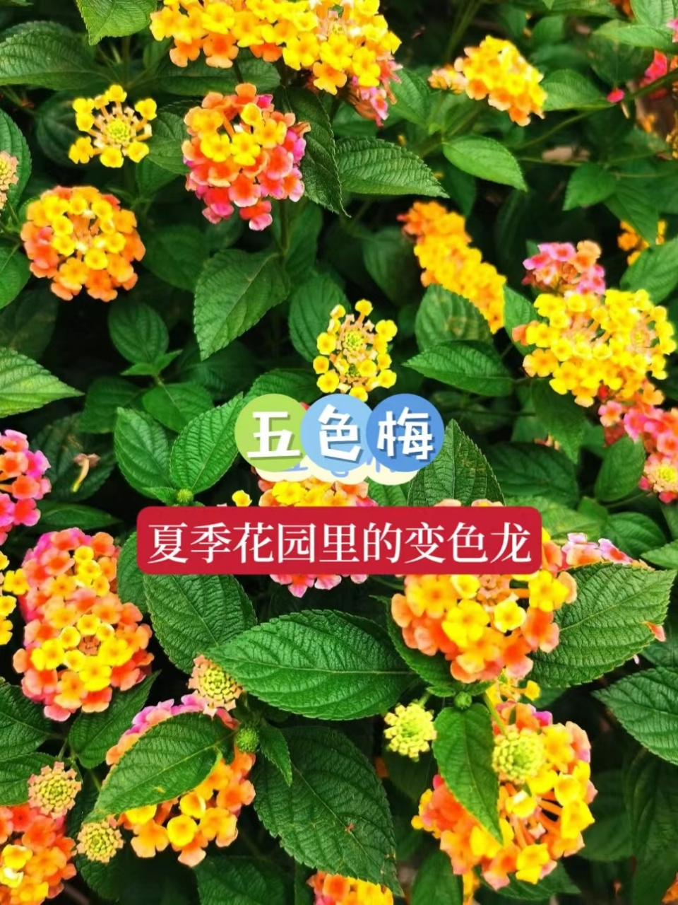五色梅|| 夏日花园里的变色龙 夏日的花园,怎么能少得了被称为"花中