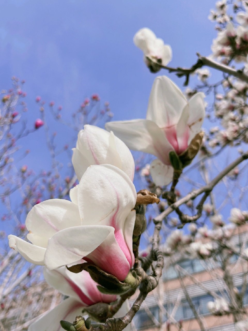 玉兰花言|色白微碧,香味似兰 95学名:yulania denudata02(desr.