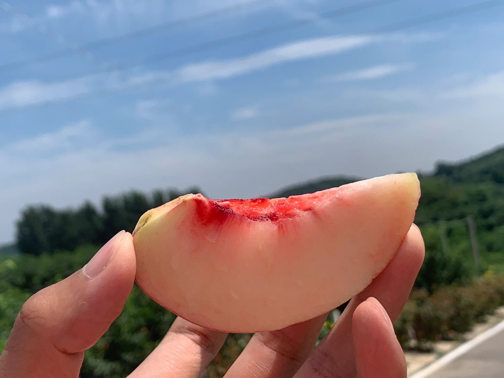 又甜又大的肥城桃,巨好吃97 山东肥桃99皇朝贡品 原产自:中国桃都