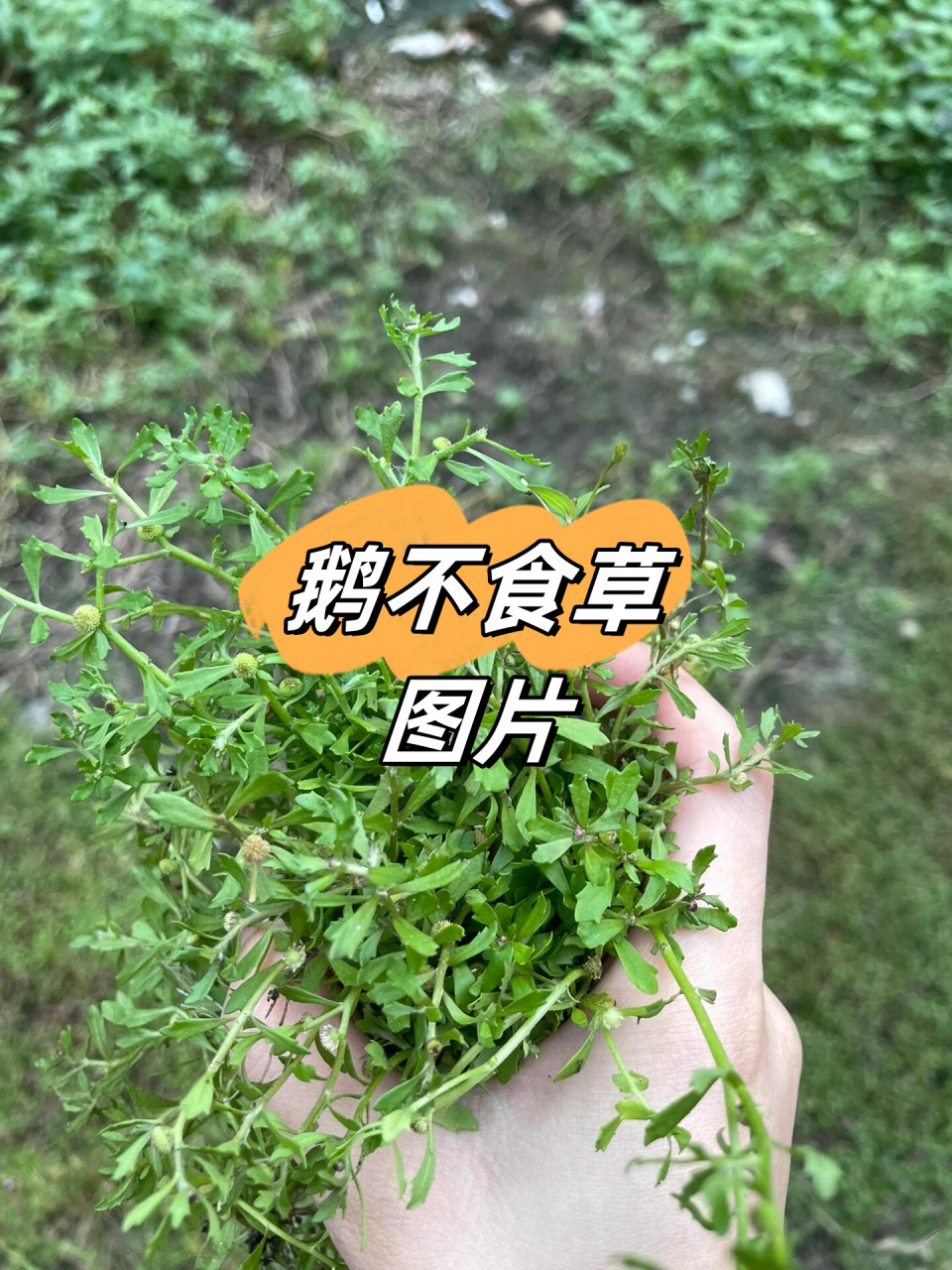 鸡肠草功效作用图片