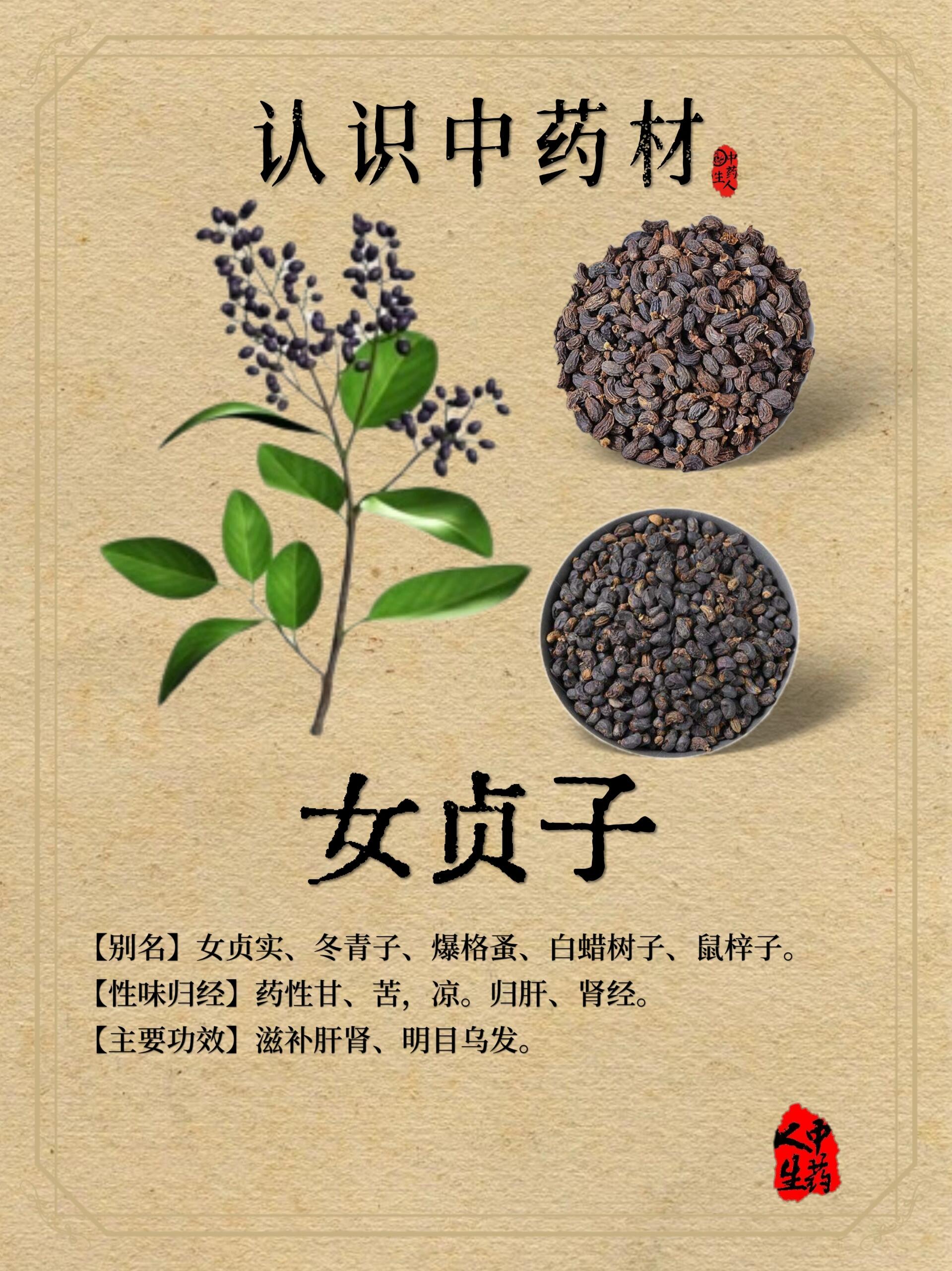 中药材—【女贞子】 【中药名】女贞子 【产地】分布华东,华南,西南及