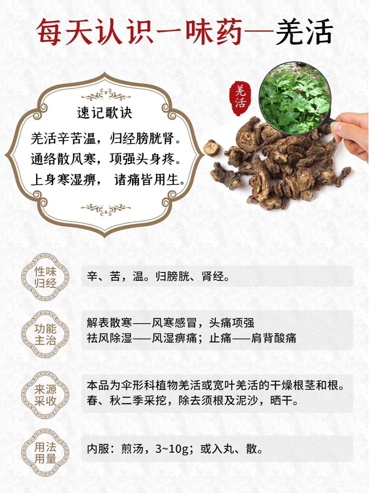 羌活的用量图片