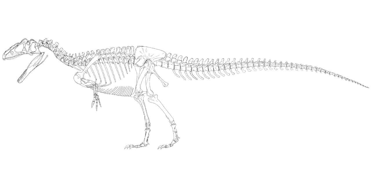 今天画只詹氏异特龙的骨骼图