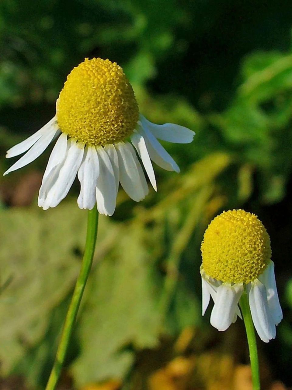 德国洋甘菊和罗马洋甘菊有什么区别 德国洋甘菊和罗马洋甘菊有什么