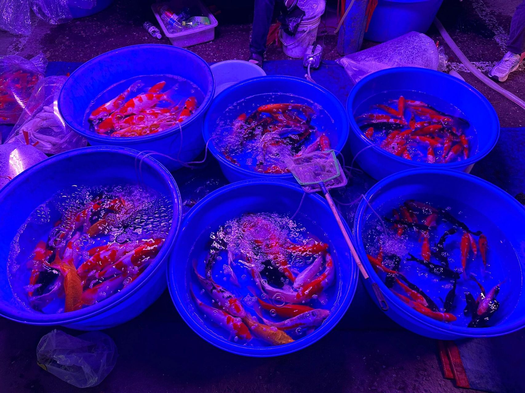 天津中环花鸟鱼虫市场 天津花鸟虫鱼市场号称是中国北方最大的花鸟