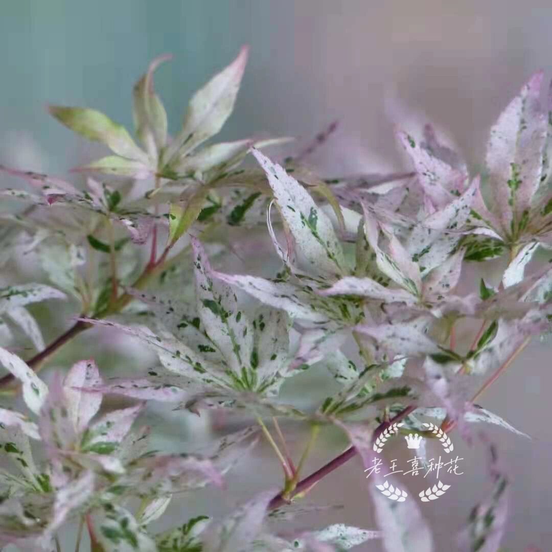 日本枫树【浮云】 今日日枫推荐 【浮云】9999999999 acer