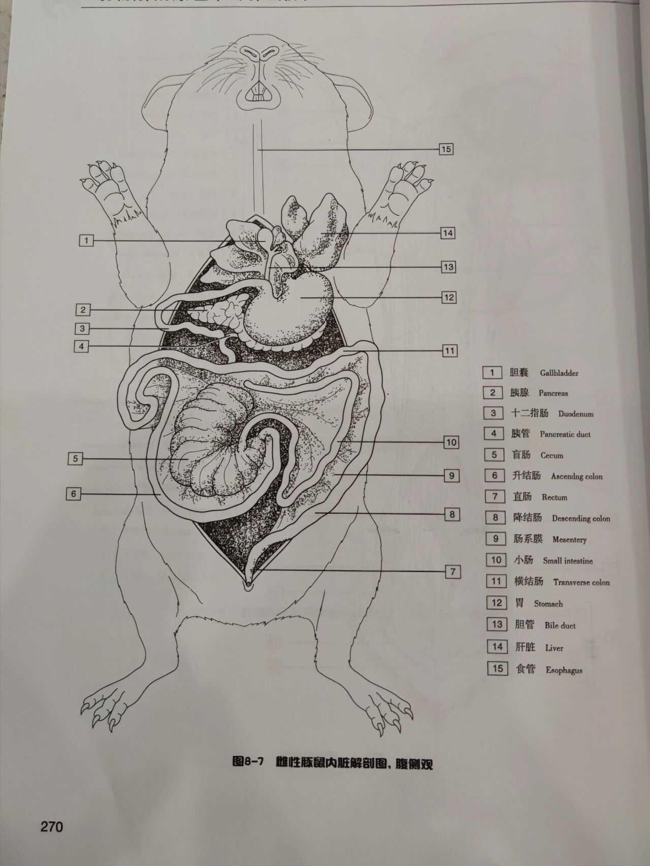 猪的内脏解剖图图片