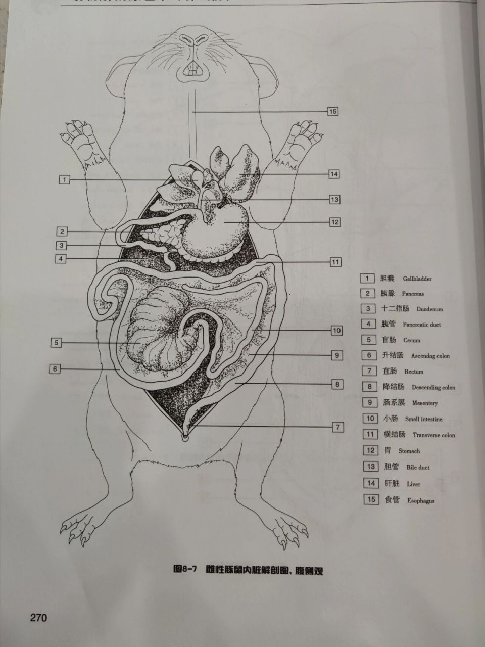 豚鼠荷兰猪mm的内脏解剖图 第一眼真的觉得,这个内脏解剖图,好可爱呀