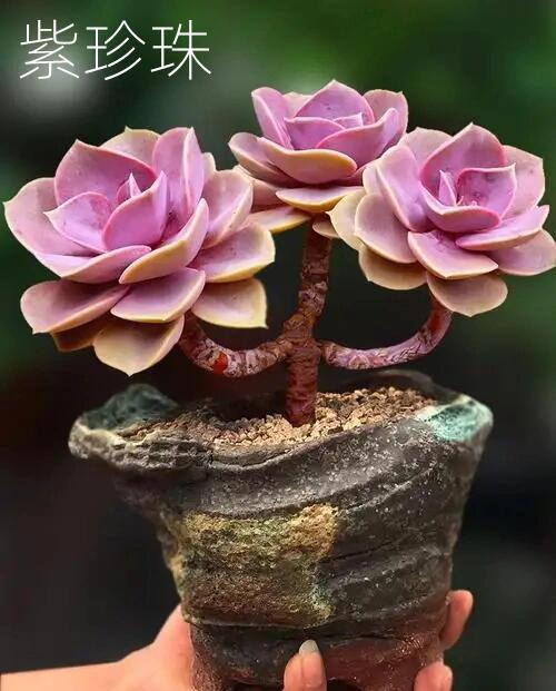 每天认识一种多肉 紫珍珠