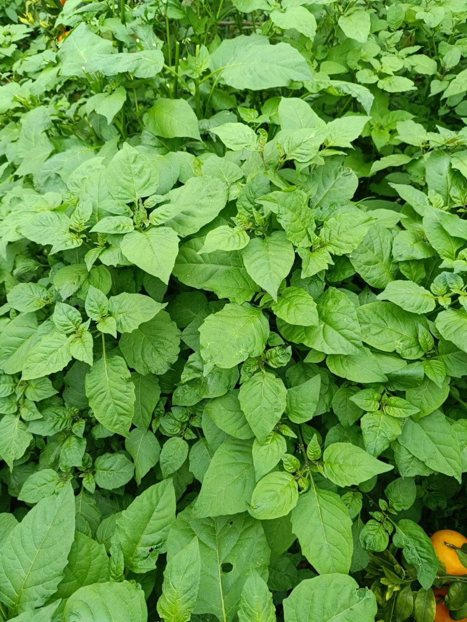 广西白花菜 哈哈哈,谁懂啊,本来是来摘沃柑的,顺便摘了今晚的青菜,超