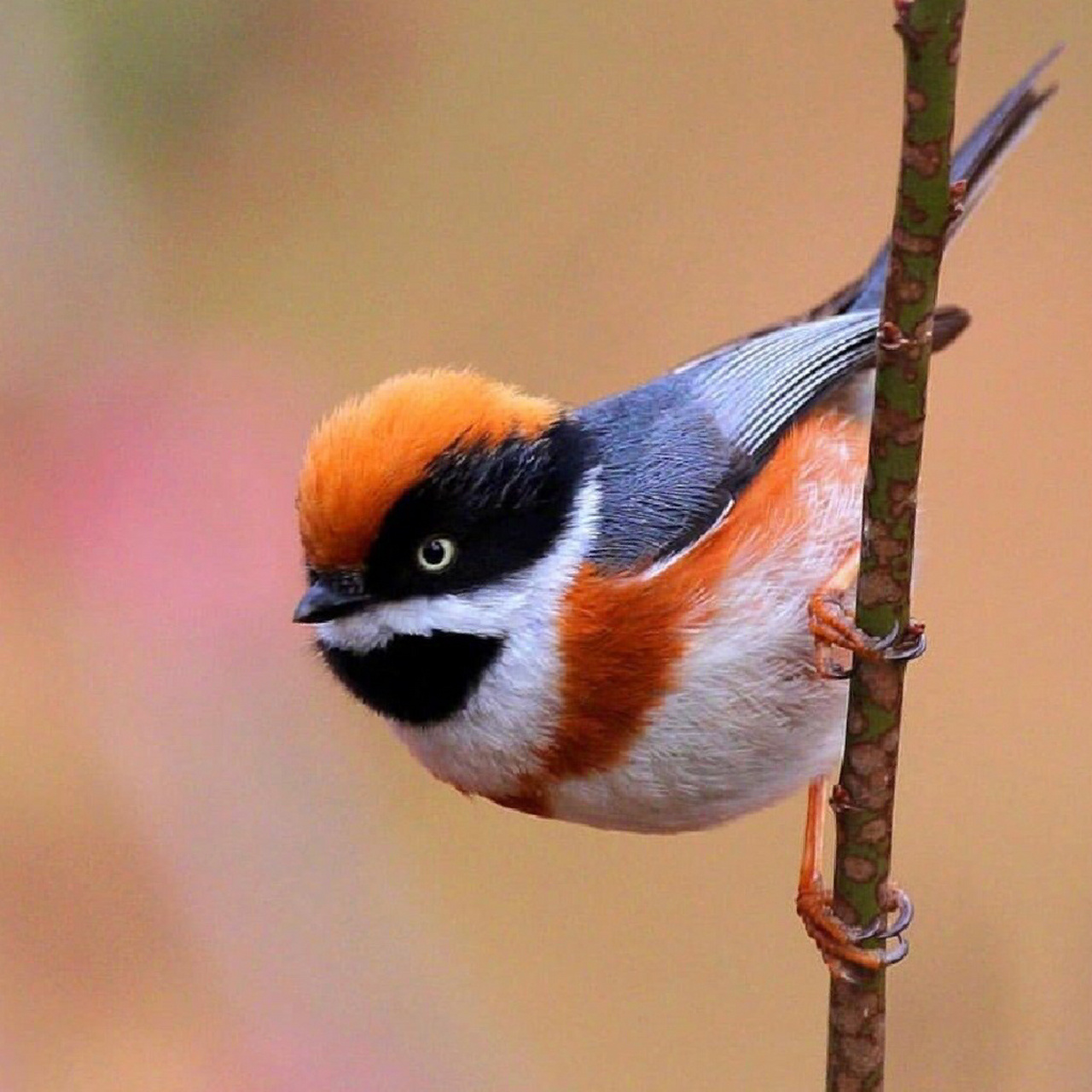 世界上最萌可爱的鸟图片