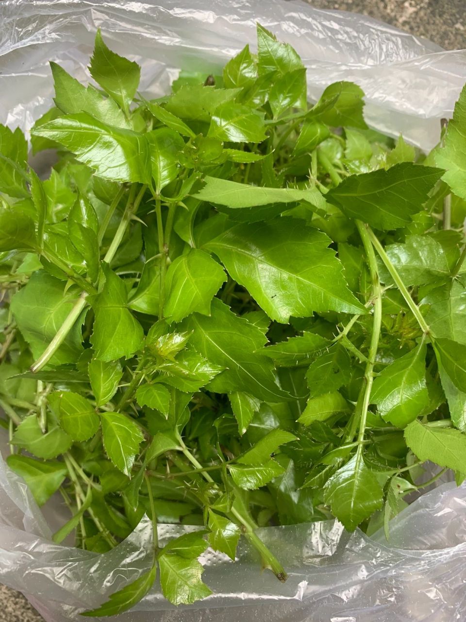 入口微苦,而后回甘!用来炒韭菜和豆芽,超级下饭!