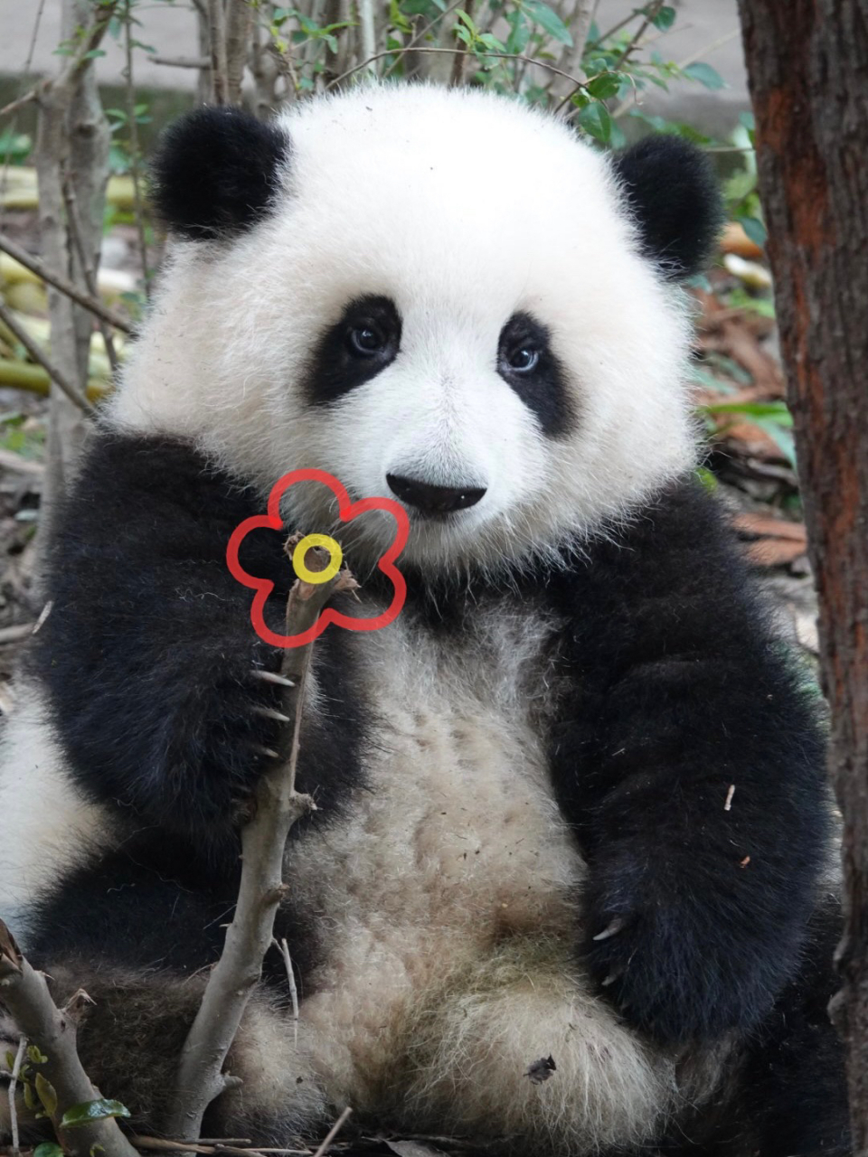 祝大家花好,月圆,万事竹93 这只软妹大熊猫名叫和花,2020年7月4日与