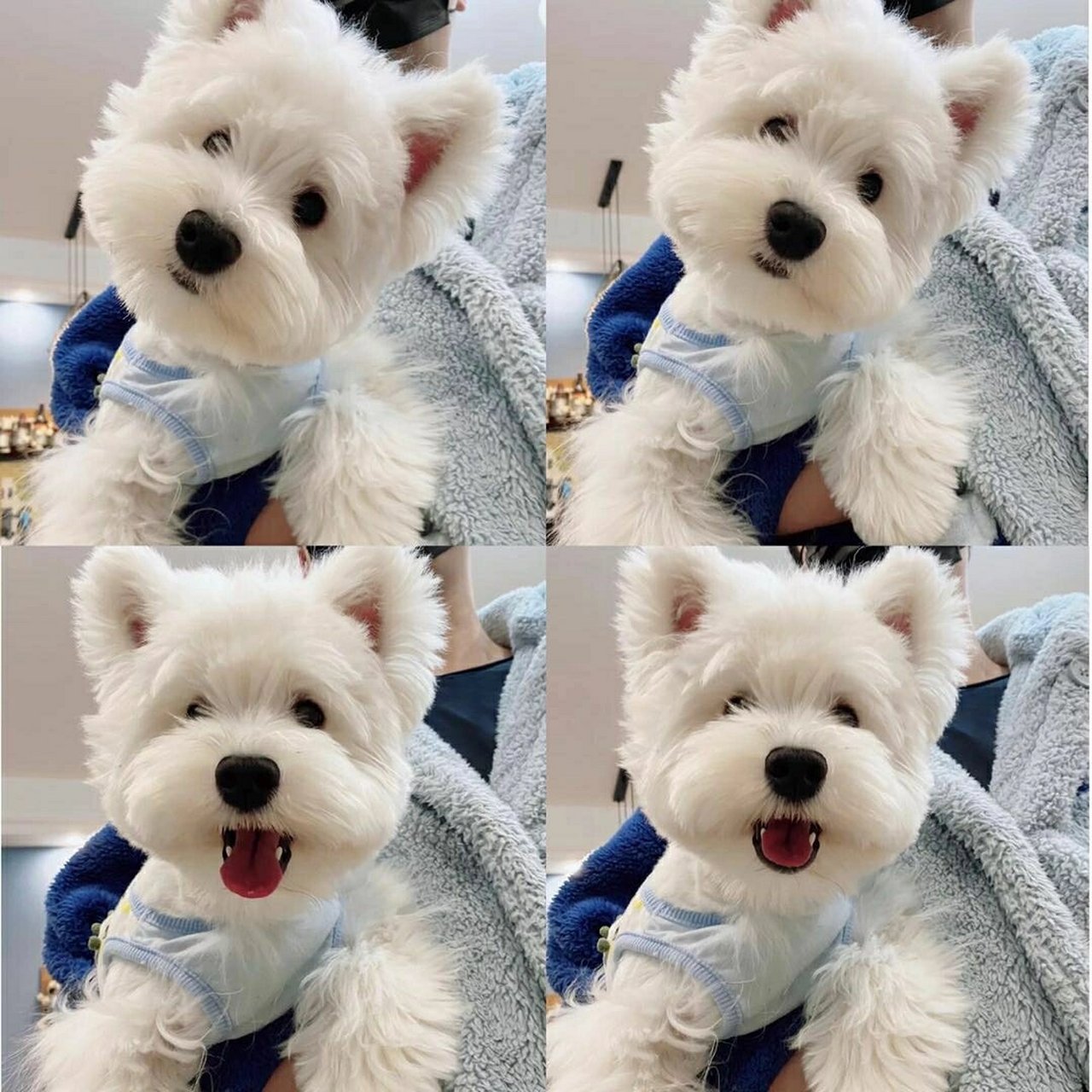 赛级西高地白梗cku犬舍幼犬双血统软毛刚毛活体小型纯种西部高地