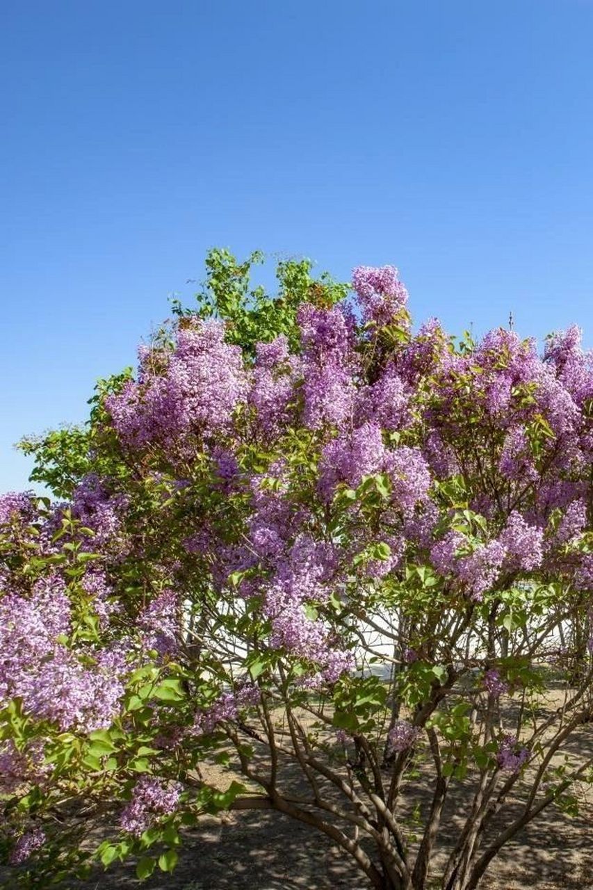 紫丁香花 许愿图片