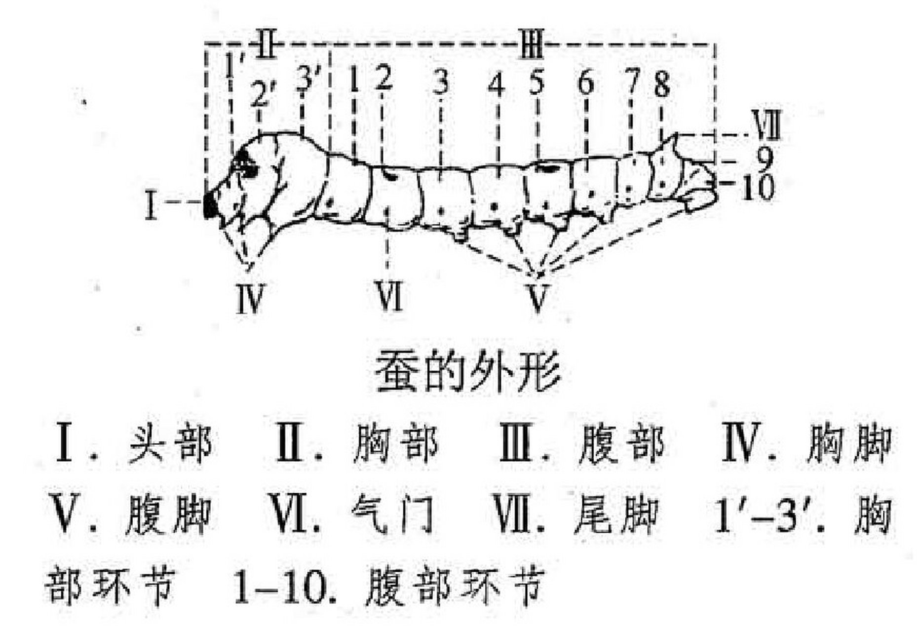 蚕怎么分雌雄图片