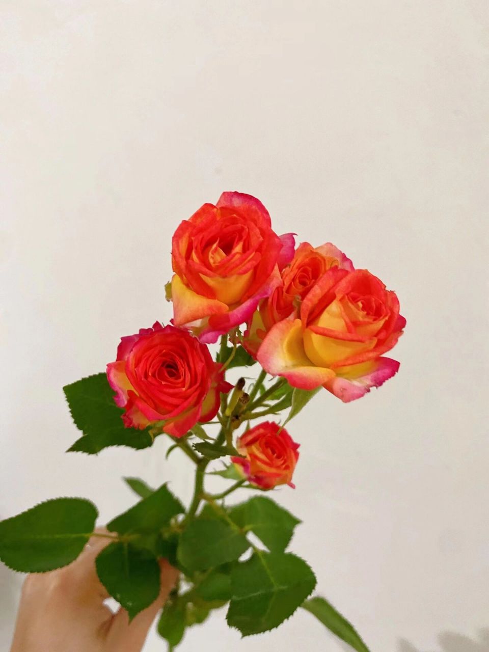 1,爱丽丝泡泡花语.