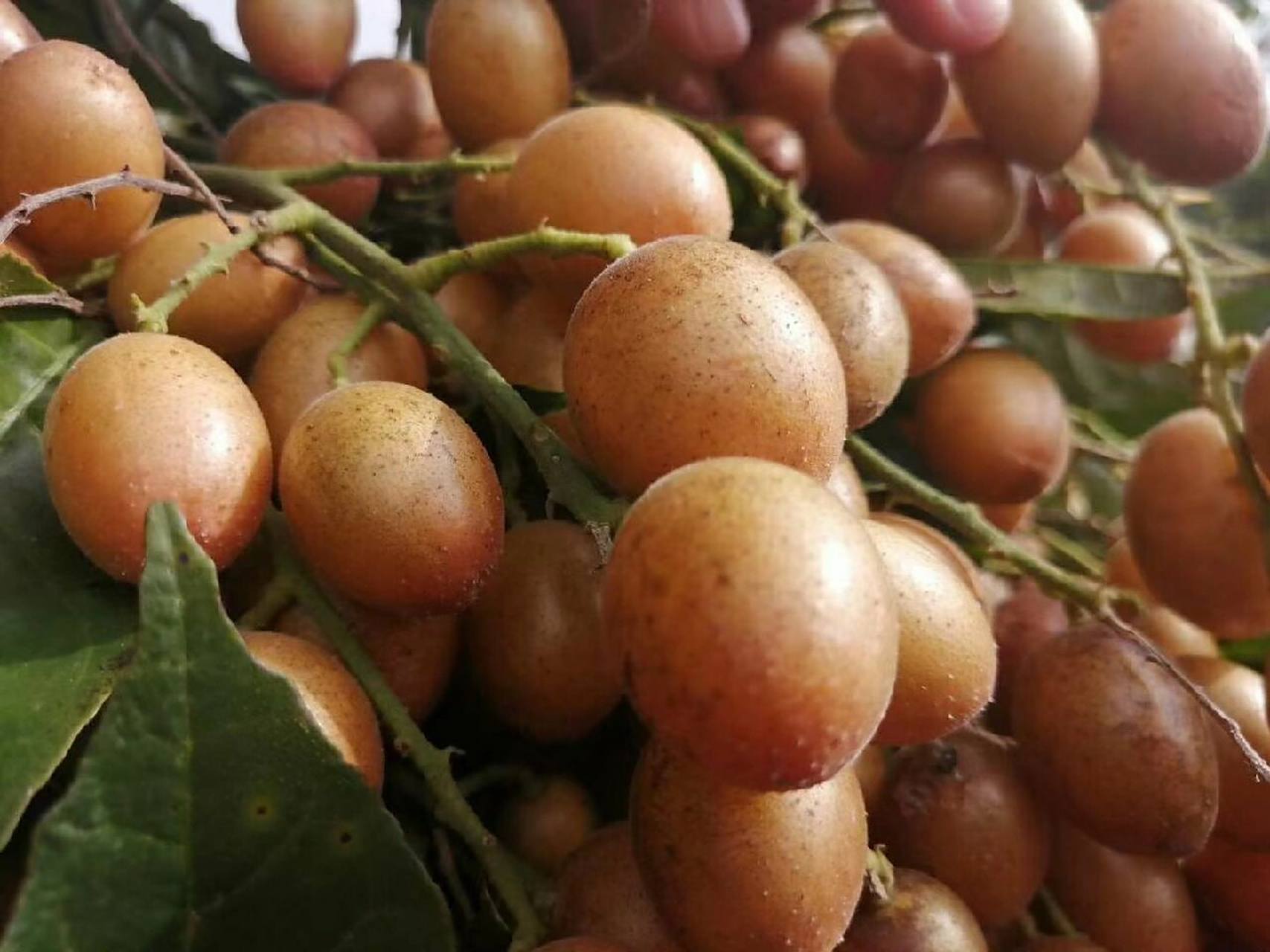 黄皮果品种之一《贵妃果》 黄皮果中上等品种,新晋网红果9799