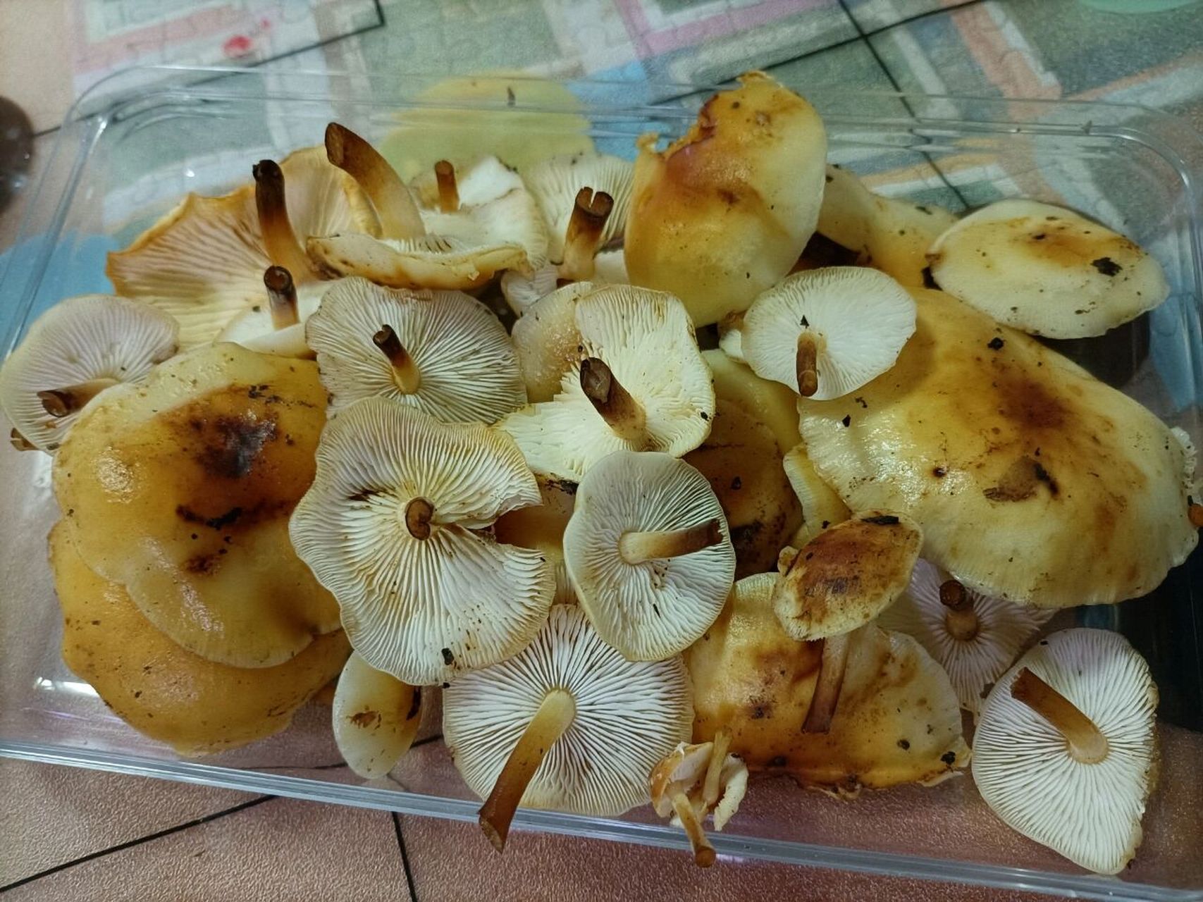 一般长在杨树和槐树桩上,非常漂亮的颜色,伞盖黏黏的,蘑菇味道十足.