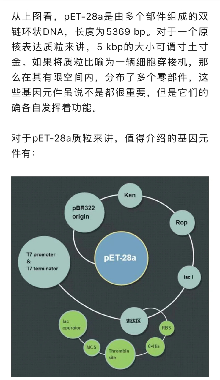 大家好,我是pet-28a载体 pet-28a是由多个部件组成的双链环状dna,长度