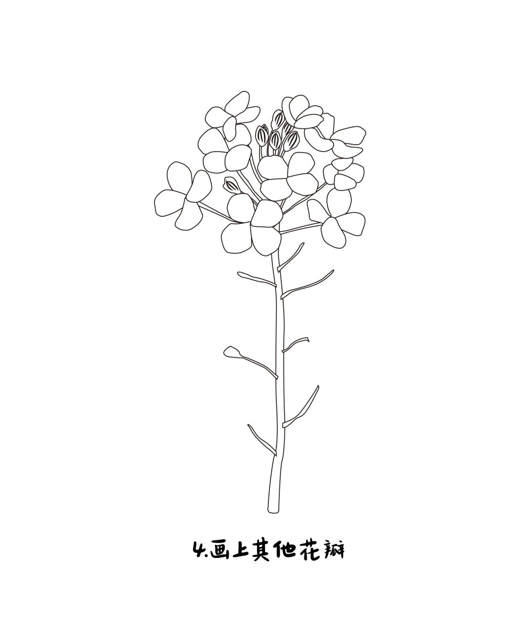 油菜花简笔画步骤图片